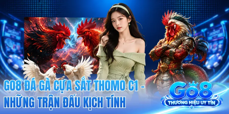 GO8 Đá Gà Cựa Sắt Thomo C1 - Những Trận Đấu Kịch Tính