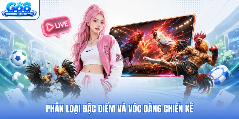 Phân loại đặc điểm và vóc dáng chiến kê